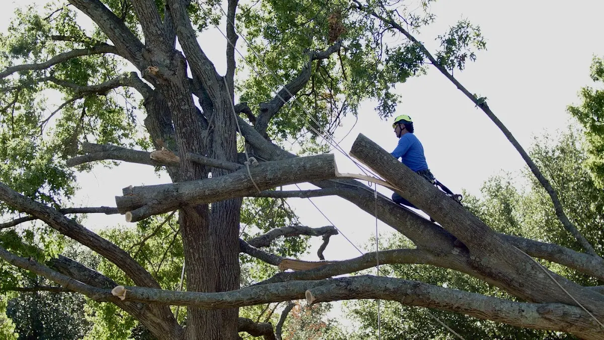 Professional Crown Thinning performed by certified arborists in Ulman